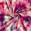 French Terry Digital vermischte Farben - fuchsia